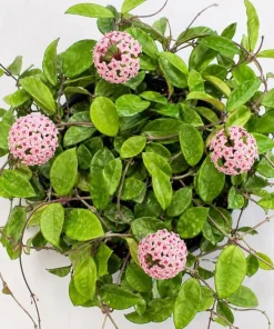 Hoya Carnosa Green Live Plant - Wax Plant Vine, Indoor Trailing Houseplant, 4 Inch Pot - Image 4