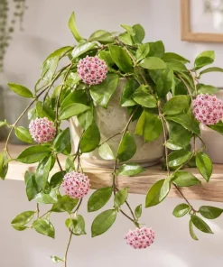 Hoya Carnosa Green Live Plant - Wax Plant Vine, Indoor Trailing Houseplant, 4 Inch Pot - Image 5
