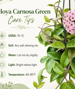 Hoya Carnosa Green Live Plant - Wax Plant Vine, Indoor Trailing Houseplant, 4 Inch Pot - Image 6