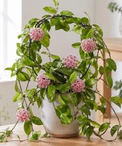 Hoya Carnosa Green Live Plant - Wax Plant Vine, Indoor Trailing Houseplant, 4 Inch Pot - Image 7