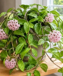 Hoya Carnosa Green Live Plant - Wax Plant Vine, Indoor Trailing Houseplant, 4 Inch Pot - Image 8