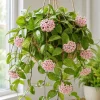 Hoya Carnosa Green Live Plant - Wax Plant Vine, Indoor Trailing Houseplant, 4 Inch Pot - Image 1