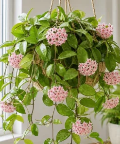 Hoya Carnosa Green Live Plant - Wax Plant Vine, Indoor Trailing Houseplant, 4 Inch Pot - Image 1