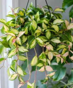 Hoya Carnosa Krimson Princess Live Plant - Variegated Wax Plant, 4 Inch Pot, Indoor Trailing Houseplant - Image 2