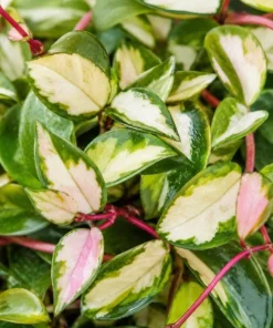 Hoya Carnosa Krimson Princess Live Plant - Variegated Wax Plant, 4 Inch Pot, Indoor Trailing Houseplant - Image 3
