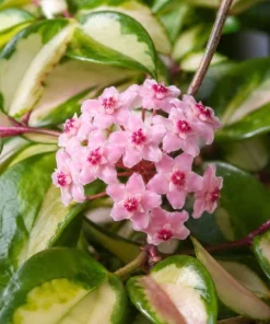 Hoya Carnosa Krimson Princess Live Plant - Variegated Wax Plant, 4 Inch Pot, Indoor Trailing Houseplant - Image 4