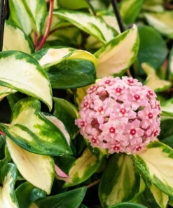 Hoya Carnosa Krimson Princess Live Plant - Variegated Wax Plant, 4 Inch Pot, Indoor Trailing Houseplant - Image 1