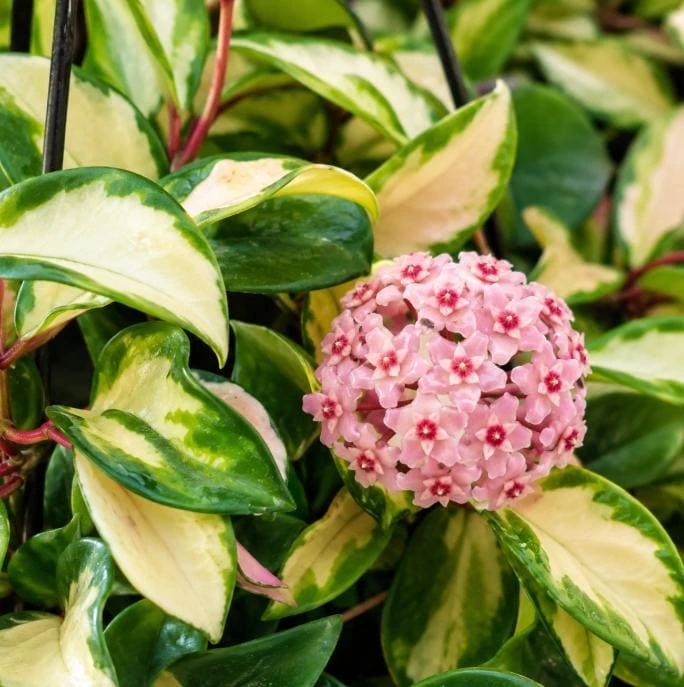 Hoya Carnosa Krimson Princess Live Plant - Variegated Wax Plant, 4 Inch Pot, Indoor Trailing Houseplant - Image 1