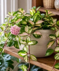 Hoya Carnosa Krimson Princess Live Plant - Variegated Wax Plant, 4 Inch Pot, Indoor Trailing Houseplant - Image 5