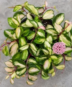 Hoya Carnosa Krimson Princess Live Plant - Variegated Wax Plant, 4 Inch Pot, Indoor Trailing Houseplant - Image 6