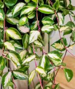 Hoya Carnosa Krimson Princess Live Plant - Variegated Wax Plant, 4 Inch Pot, Indoor Trailing Houseplant - Image 8