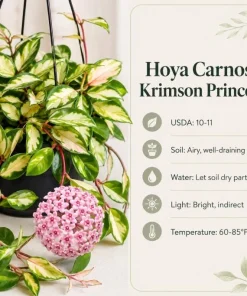 Hoya Carnosa Krimson Princess Live Plant - Variegated Wax Plant, 4 Inch Pot, Indoor Trailing Houseplant - Image 9