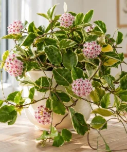 Hoya Carnosa Krimson Queen Live Plant – Variegated Wax Plant – 4 Inch Pot – Indoor Trailing Houseplant - Image 2