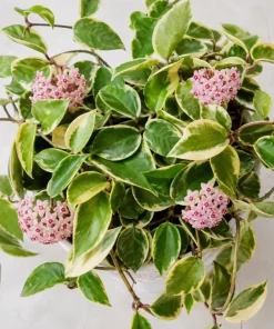 Hoya Carnosa Krimson Queen Live Plant – Variegated Wax Plant – 4 Inch Pot – Indoor Trailing Houseplant - Image 3