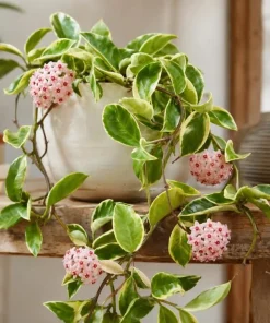Hoya Carnosa Krimson Queen Live Plant – Variegated Wax Plant – 4 Inch Pot – Indoor Trailing Houseplant - Image 4