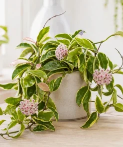 Hoya Carnosa Krimson Queen Live Plant – Variegated Wax Plant – 4 Inch Pot – Indoor Trailing Houseplant - Image 5