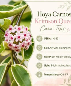 Hoya Carnosa Krimson Queen Live Plant – Variegated Wax Plant – 4 Inch Pot – Indoor Trailing Houseplant - Image 6