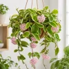 Hoya Carnosa Krimson Queen Live Plant – Variegated Wax Plant – 4 Inch Pot – Indoor Trailing Houseplant - Image 1