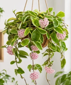 Hoya Carnosa Krimson Queen Live Plant – Variegated Wax Plant – 4 Inch Pot – Indoor Trailing Houseplant - Image 1