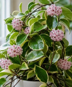 Hoya Carnosa Krimson Queen Live Plant – Variegated Wax Plant – 4 Inch Pot – Indoor Trailing Houseplant - Image 7