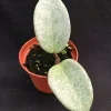 Hoya Carnosa 'Nova Ghost' Live Plant – Rooted, 2.5" Pot – Rare Indoor Hoya - Image 1
