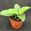 Hoya Chuoke, Rare Hoya Hybrid, Rooted Plant Shipped in 2" Pot - Image 1