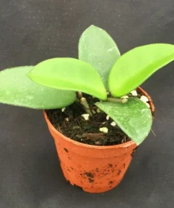 Hoya Chuoke, Rare Hoya Hybrid, Rooted Plant Shipped in 2" Pot - Image 1