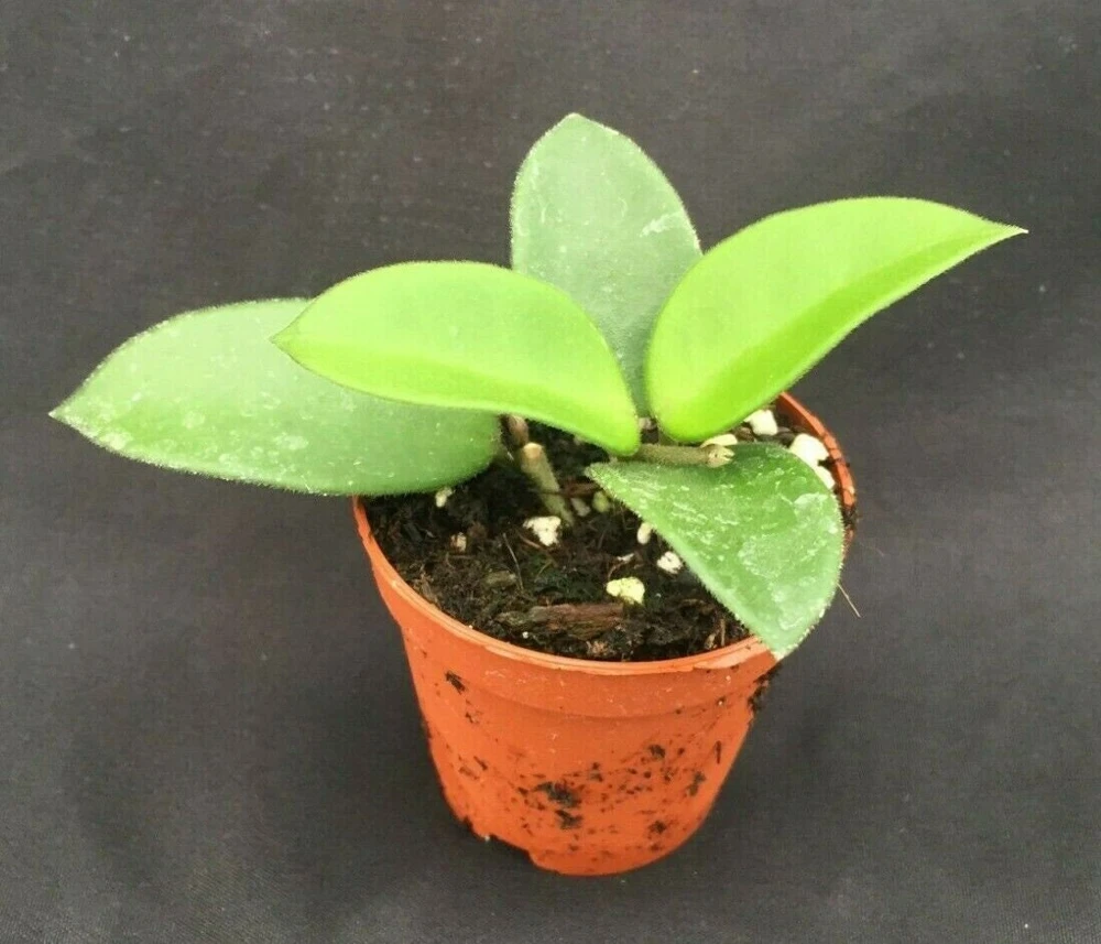 Hoya Chuoke, Rare Hoya Hybrid, Rooted Plant Shipped in 2" Pot - Image 1