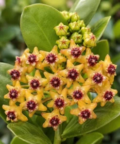 Hoya Cumingiana Live Plant – Tropical Wax Plant – 4 Inch Pot – Indoor Houseplant - Image 2