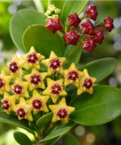Hoya Cumingiana Live Plant – Tropical Wax Plant – 4 Inch Pot – Indoor Houseplant - Image 3