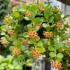 Hoya Cumingiana Live Plant – Tropical Wax Plant – 4 Inch Pot – Indoor Houseplant - Image 1