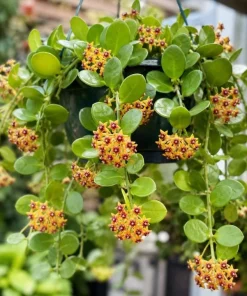 Hoya Cumingiana Live Plant – Tropical Wax Plant – 4 Inch Pot – Indoor Houseplant - Image 1