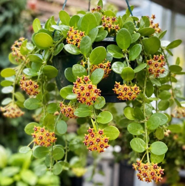 Hoya Cumingiana Live Plant – Tropical Wax Plant – 4 Inch Pot – Indoor Houseplant - Image 1