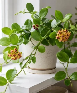 Hoya Cumingiana Live Plant – Tropical Wax Plant – 4 Inch Pot – Indoor Houseplant - Image 4