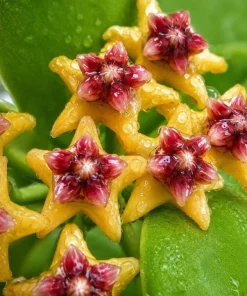 Hoya Cumingiana Live Plant – Tropical Wax Plant – 4 Inch Pot – Indoor Houseplant - Image 5