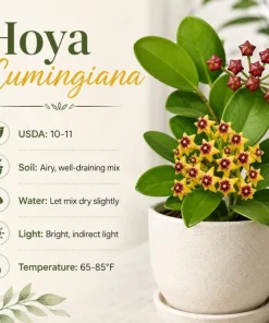 Hoya Cumingiana Live Plant – Tropical Wax Plant – 4 Inch Pot – Indoor Houseplant - Image 6