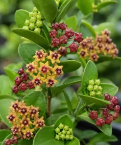 Hoya Cumingiana Live Plant – Tropical Wax Plant – 4 Inch Pot – Indoor Houseplant - Image 7