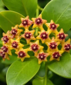 Hoya Cumingiana Live Plant – Tropical Wax Plant – 4 Inch Pot – Indoor Houseplant - Image 8