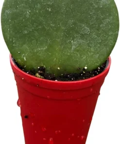 Hoya Heart Live Plant – Hoya Kerrii Waxplant – 2.5