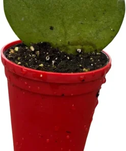 Hoya Heart Live Plant – Hoya Kerrii Waxplant – 2.5