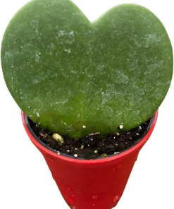 Hoya Heart Live Plant – Hoya Kerrii Waxplant – 2.5
