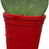 Hoya Heart Live Plant – Hoya Kerrii Waxplant – 2.5" Pot – Easy Care Indoor - Image 1
