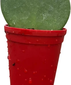 Hoya Heart Live Plant – Hoya Kerrii Waxplant – 2.5