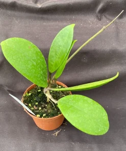 Hoya Hot Lips Live Plant – Hybrid Rooted in 3 inch Pot – Indoor Houseplant - Image 2