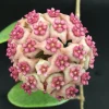Hoya Hot Lips Live Plant – Hybrid Rooted in 3 inch Pot – Indoor Houseplant - Image 1