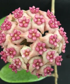Hoya Hot Lips Live Plant – Hybrid Rooted in 3 inch Pot – Indoor Houseplant - Image 1