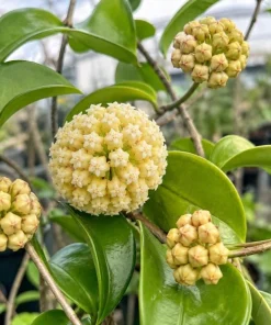 Hoya Incrassata Live Plant – Tropical Wax Plant – 4 Inch Pot – Indoor Trailing Houseplant - Image 2