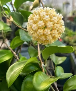 Hoya Incrassata Live Plant – Tropical Wax Plant – 4 Inch Pot – Indoor Trailing Houseplant - Image 3