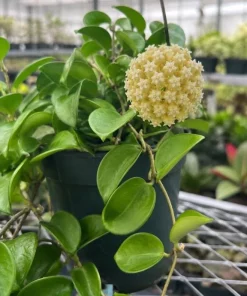 Hoya Incrassata Live Plant – Tropical Wax Plant – 4 Inch Pot – Indoor Trailing Houseplant - Image 4