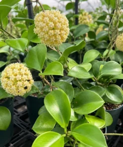 Hoya Incrassata Live Plant – Tropical Wax Plant – 4 Inch Pot – Indoor Trailing Houseplant - Image 5